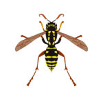 Insect Stings